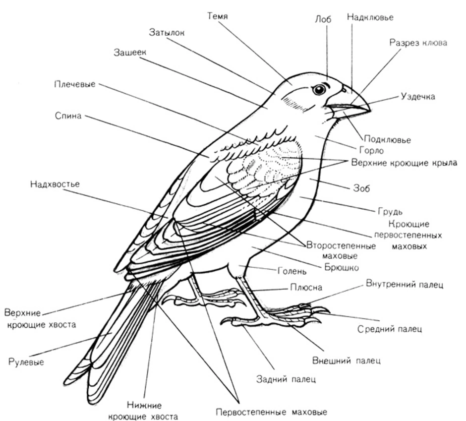 Внешнее строение птиц. Строение птицы 1 класс. Строение тела птицы. Органы на туловище у птиц.