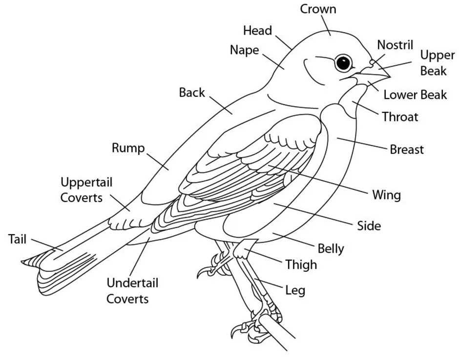 Отделы тела птиц 7 класс. Схематический рисунок птиц. Схематичное изображение птицы. Строение птицы раскраска. Строение птицы.