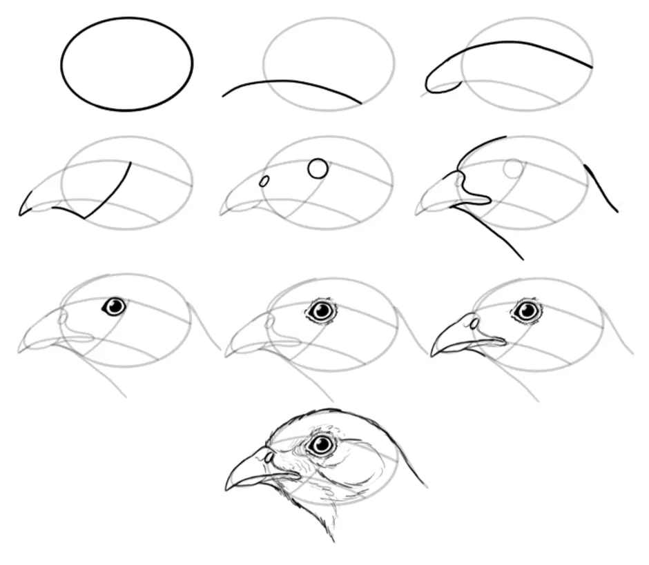 How to bird. Рисование птиц. Поэтапное рисование птиц. Рисунки птиц карандашом для начинающих. Схематический рисунок птиц.