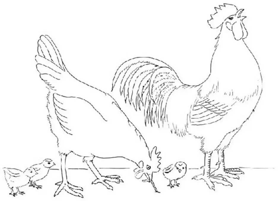 Сен санс курица. Домашние птицы. Раскраска. Курица петух цыпленок раскраска. Курица раскраска для детей. Домашние птицы раскраска для детей.