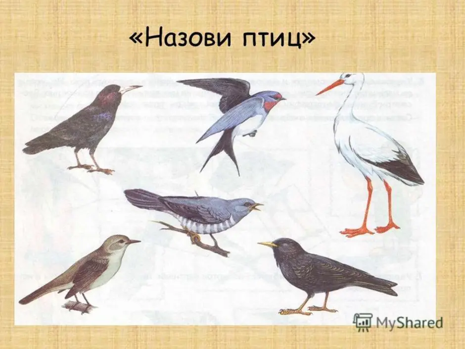 Перелетные птицы для детей 3 4. Перелетные птицы. Перелетные птицы для дошкольников. Перелетные птицы иллюстрации. Перелётные птицы картинки для детей.