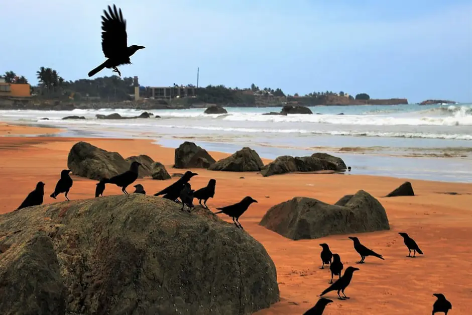 Птицы шри ланки. Шри-Ланкийская вороны. Вороны на Шри Ланке. Красивая птица из Шри Ланки. Фото пляжный ворон.