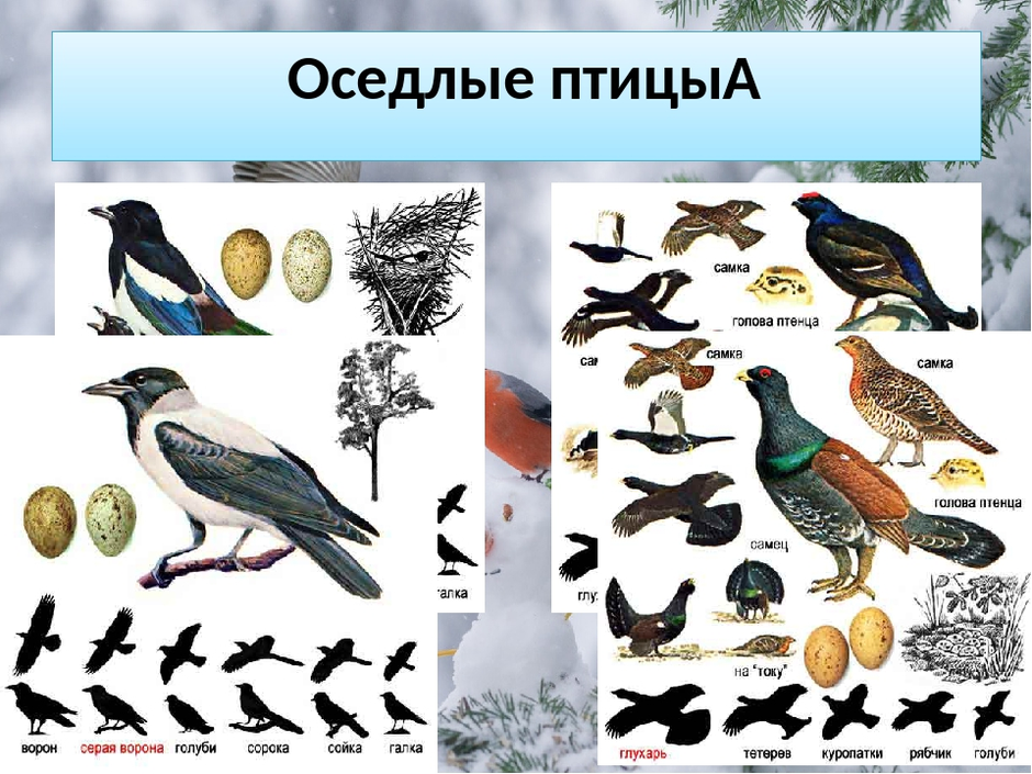 Перелетные птицы зимующие птицы Дагестана. Седая птица. Перелетные и оседлые птицы. Оседлые птицы названия.