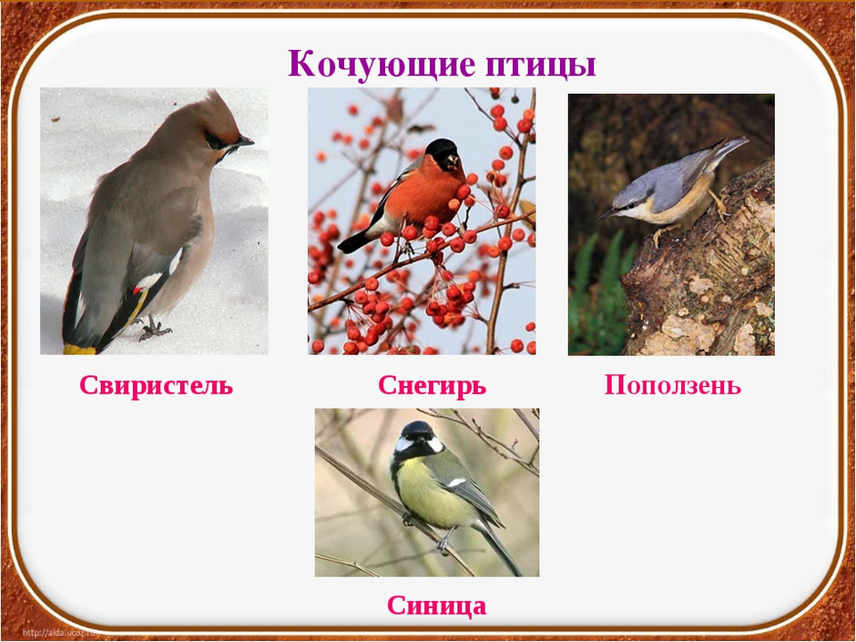 Кочующие птицы примеры птиц. Кочующие птицы список. Кочующие птицы названия. Зимующие и Кочующие птицы. Кочующие птицы названия птиц.