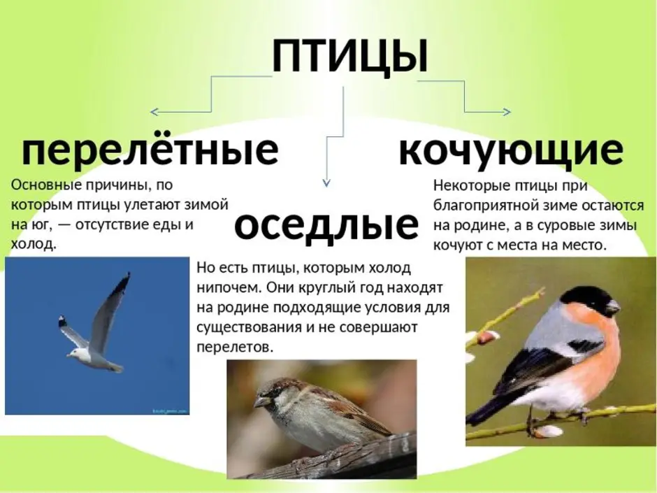 Мигрирующие и оседлые птицы