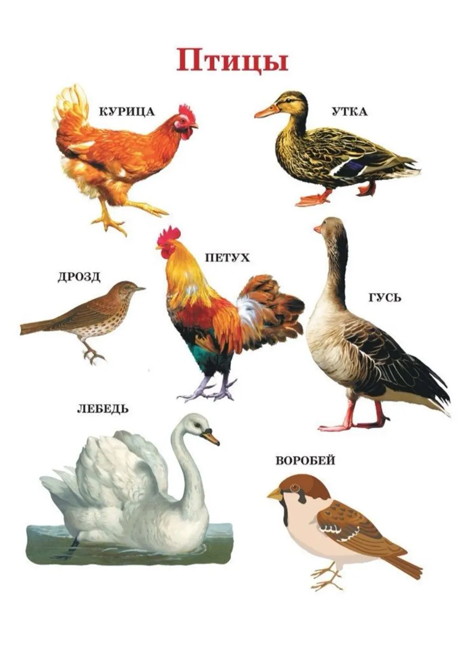 К какой группе относится курица. Домашние птицы. Домашняя птица для детей. Название домашних птиц. Домашние птицы названия.