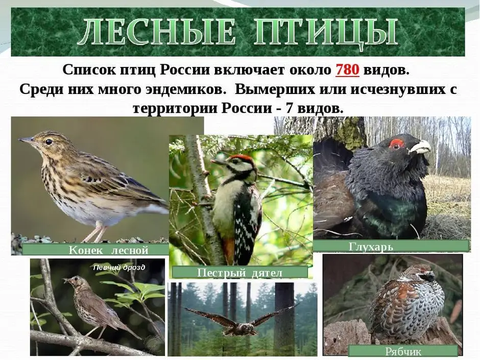 Лесные птицы названия. Птицы в лиственном лесу. Птицы в лесу с названиями. Птицы лесов России.