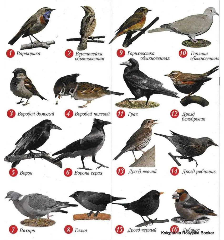 Птицы обитающие в москве фото и названия