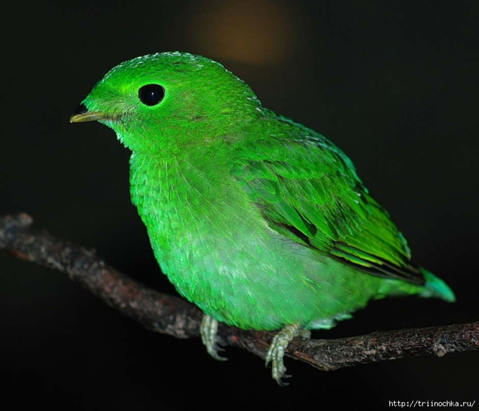 Птица с зеленым оперением. Зеленая птица. Птица зелёного цвета. Птица с зеленой окраской.
