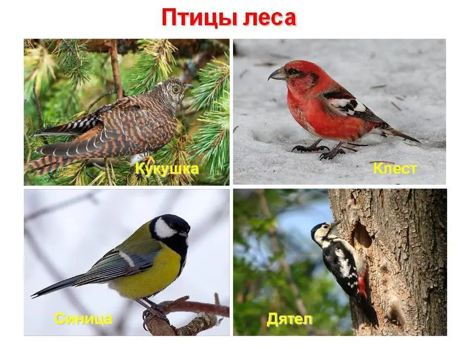 К птицам леса относятся. Птицы лесов. Птицы наших лесов. Птицы Лесной зоны. Птицы в лесу с названиями.