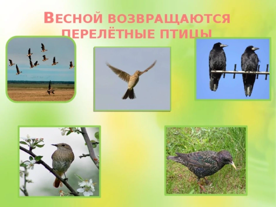 Перелетные птицы весной картинки для детей