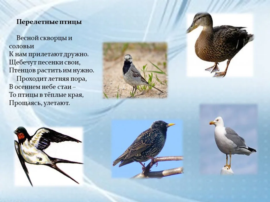 Птицы прилетающие весной в россию. Перелетные птицы. Перелетные птицы для дошкольников. Прилетные птицы весной.