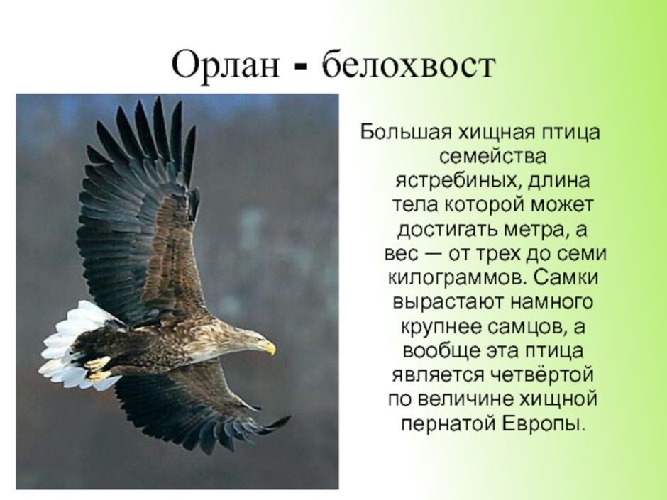 Текст про орла. Орлан-белохвост. Дальневосточный Орлан белохвост. Орлан белохвост и Орел. Орлан-белохвост описание.
