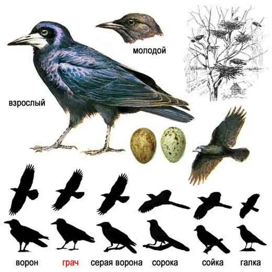 Ворон Галка и Грач отличия. Ворона Галка Грач разница. Отличие вороны от галки и Грача. Ворон ворона Галка Грач разница.