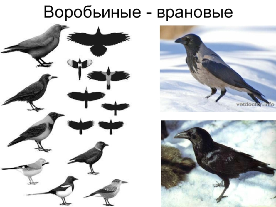 Птицы семейства врановых. Отряд врановые. Семейство врановые - Corvidae. Врановые птицы России.