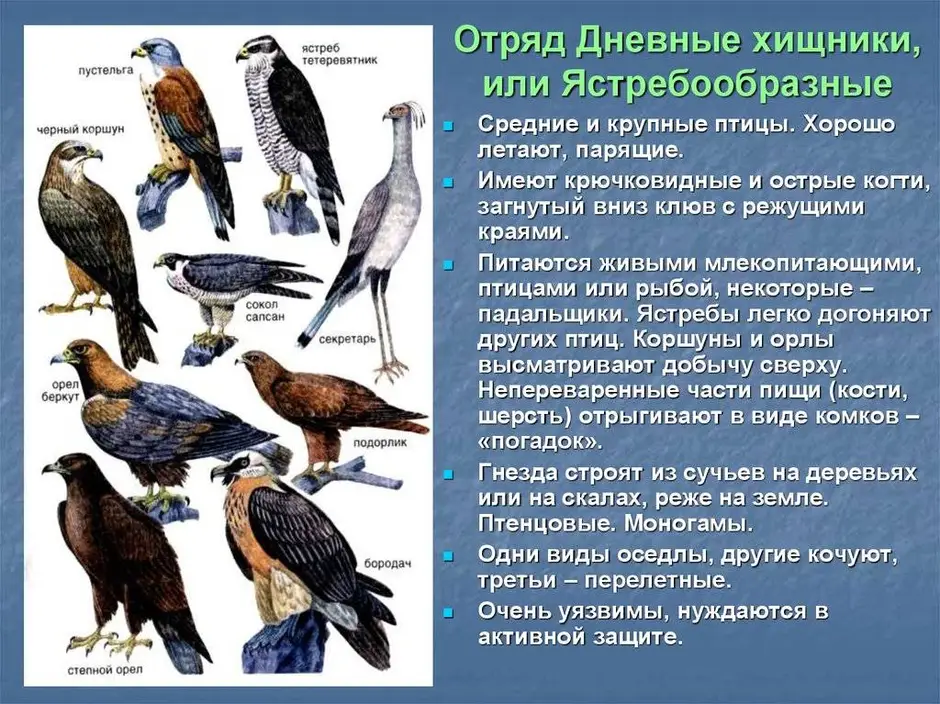 Родня ястребу 4 буквы. Характеристика отряда дневные Хищные птицы. Отдряд "дневные Хищные птицы". Представители отряда соколообразных. Представители дневных хищных птиц с названиями.