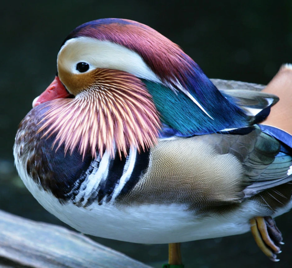 Сколько птиц в мире. Удивительные птицы. Разноцветные птицы. Редкие птицы. Редкие красивые птицы.