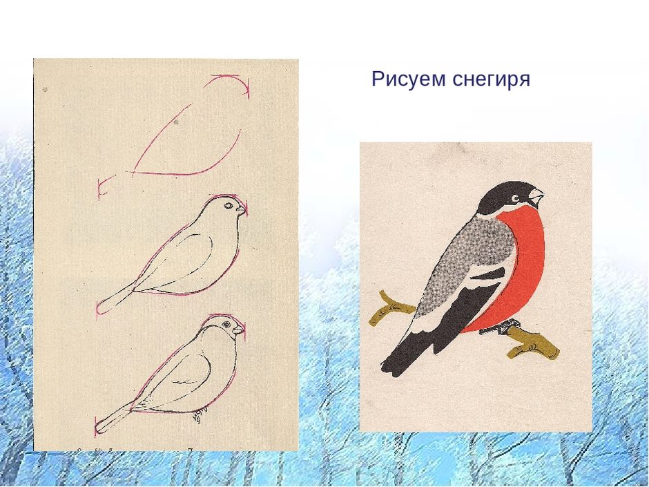 Рисунок птицы 5 класс. Как рисовать снегиря. Снегирь пошаговое рисование. Рисование Снегирь на ветке. Рисование с детьми Снегирь.