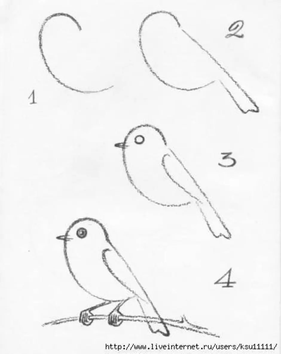 Поэтапное рисование птицы синицы