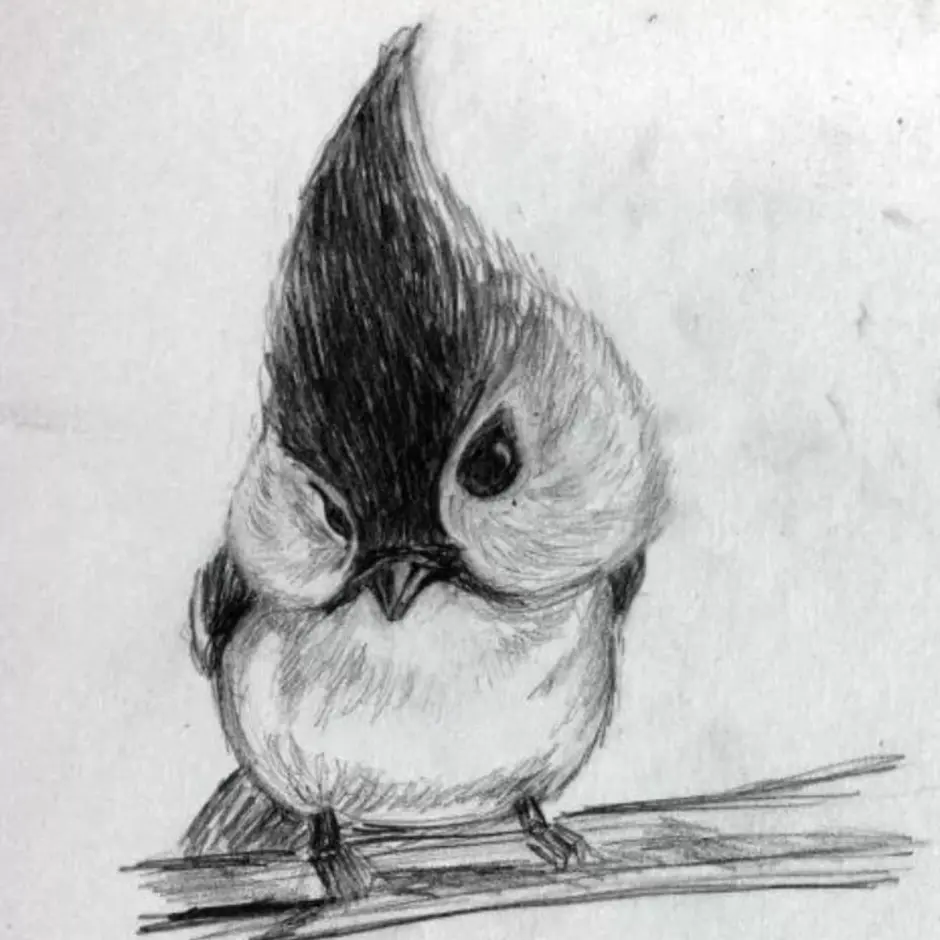 Рисунок птиц карандашом легкие. Зарисовки птиц. Птицы для срисовывания. Рисунок птицы карандашом для срисовки. Птичка карандашом.