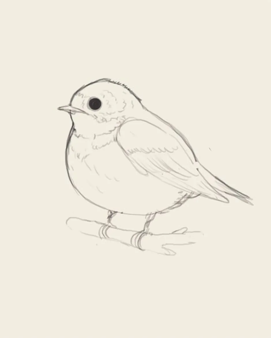 Рисунок птиц карандашом легкие. Птичка зарисовка. Птица карандашом. Рисунки птиц для срисовки. Зарисовки птиц карандашом.