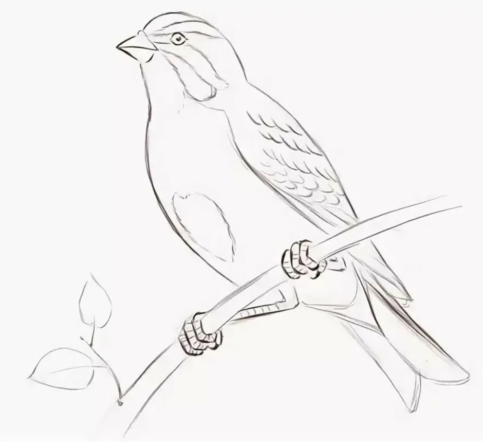 Рисунки птиц для срисовки легкие. Птица рисунок. Птицы карандашом для срисовки. Жаворонок рисунок карандашом. Рисунки птиц для срисовки.