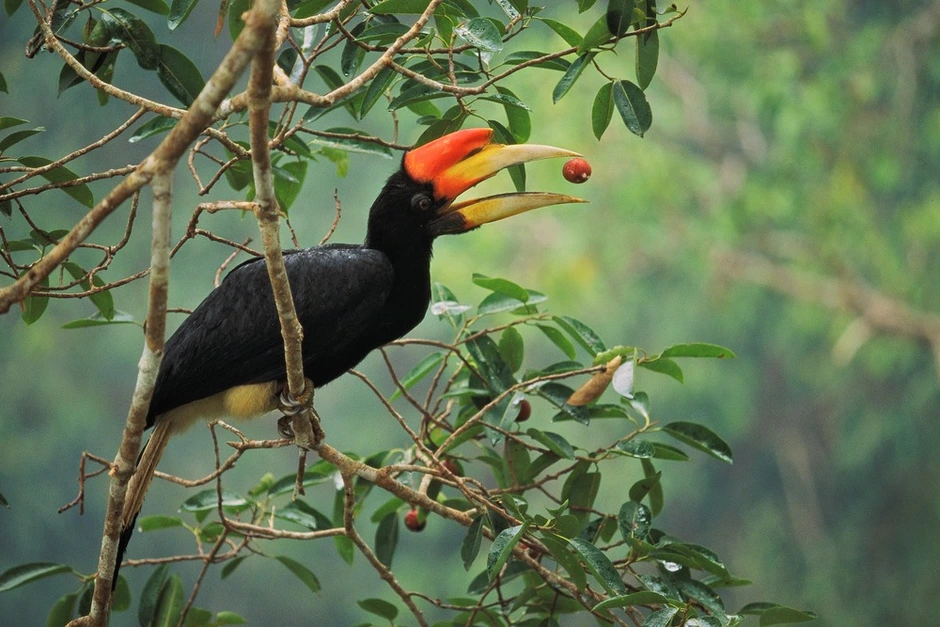 Животный мир экваториальных тропических лесов. Африканские калао. Тукан Южная Америка. Птица носорог Индонезия. Калао птица.