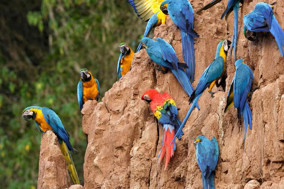 В зоопарке живут 5 видов попугаев. Попугаи всех пород. Попугай отряд. Разные породы попугаев. Попугаеобразные.