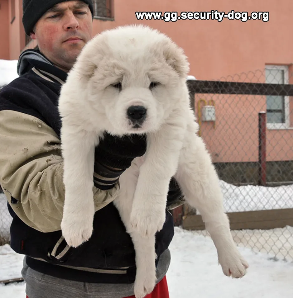Алабай. Среднеазиатская овчарка бульдозер. Алабай собака 100 кг. Алабай собака рост.