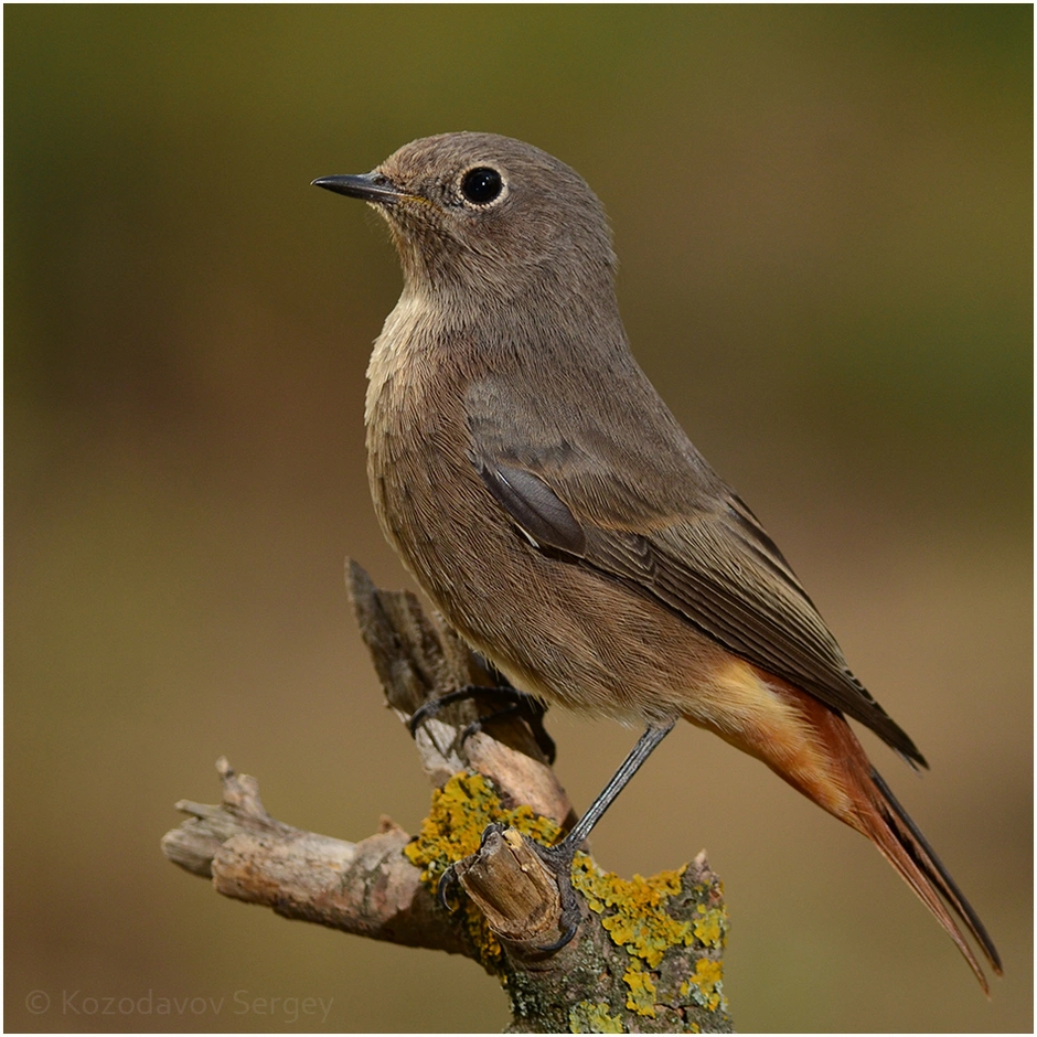 Название маленьких птиц с фото. Redstart (Phoenicurus ochruros). Redstart (Phoenicurus ochruros) птенец. Птицы Донбасса. Мелкие птицы Донбасса.