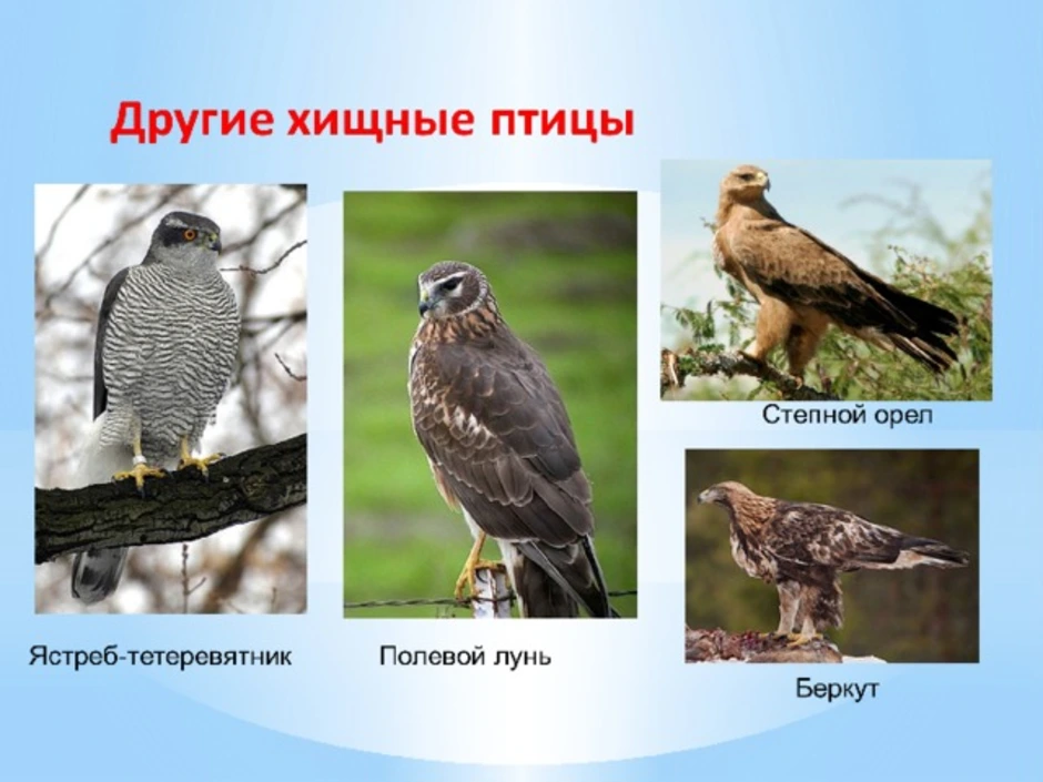 Хищные птицы курской области фото с названиями и описанием