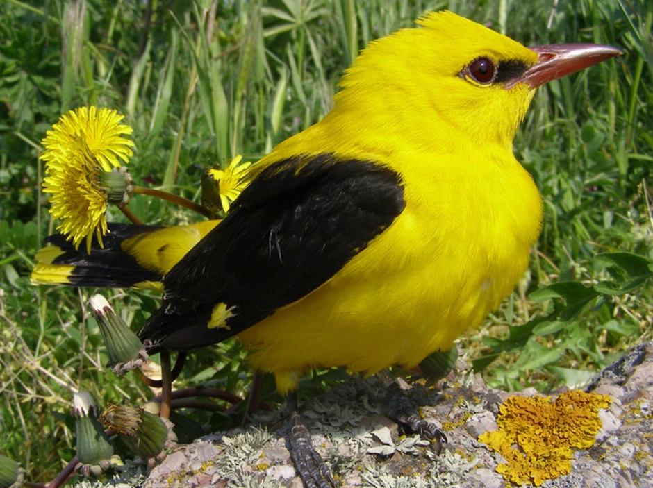 Ярко желтые птицы