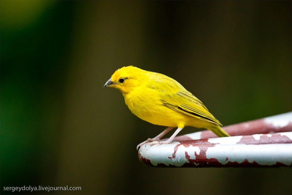 Желтые птицы названия. Птица маленькая желтенькая. Желтая птица. Маленькие желтые птицы. Маленькая желтая птица.