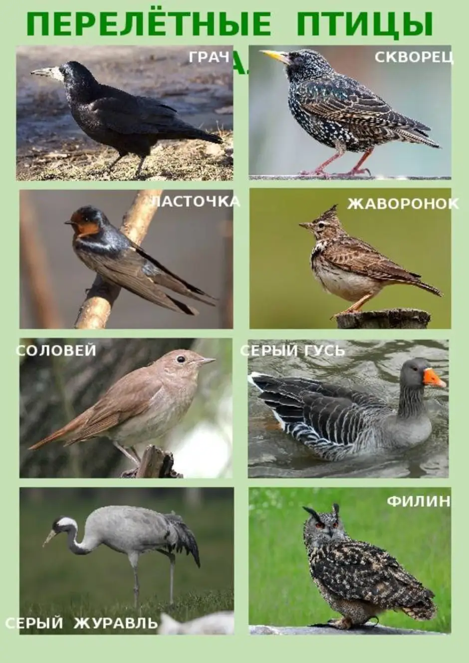 Птицы россии список