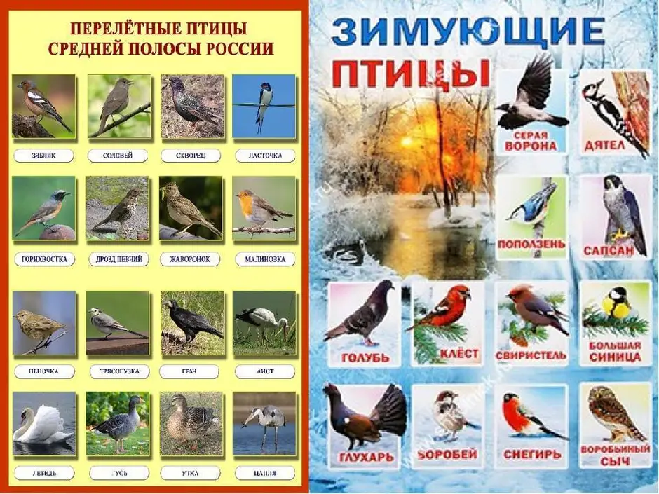 Названия про птиц