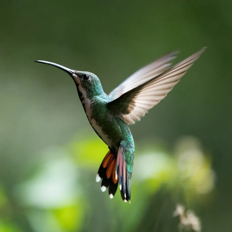 колибри птица фото картинки красивые настоящие