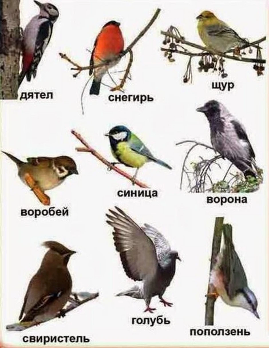 Зимующие птицы и перелетные птицы с названиями