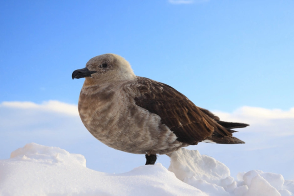 Птицы живущие в антарктиде