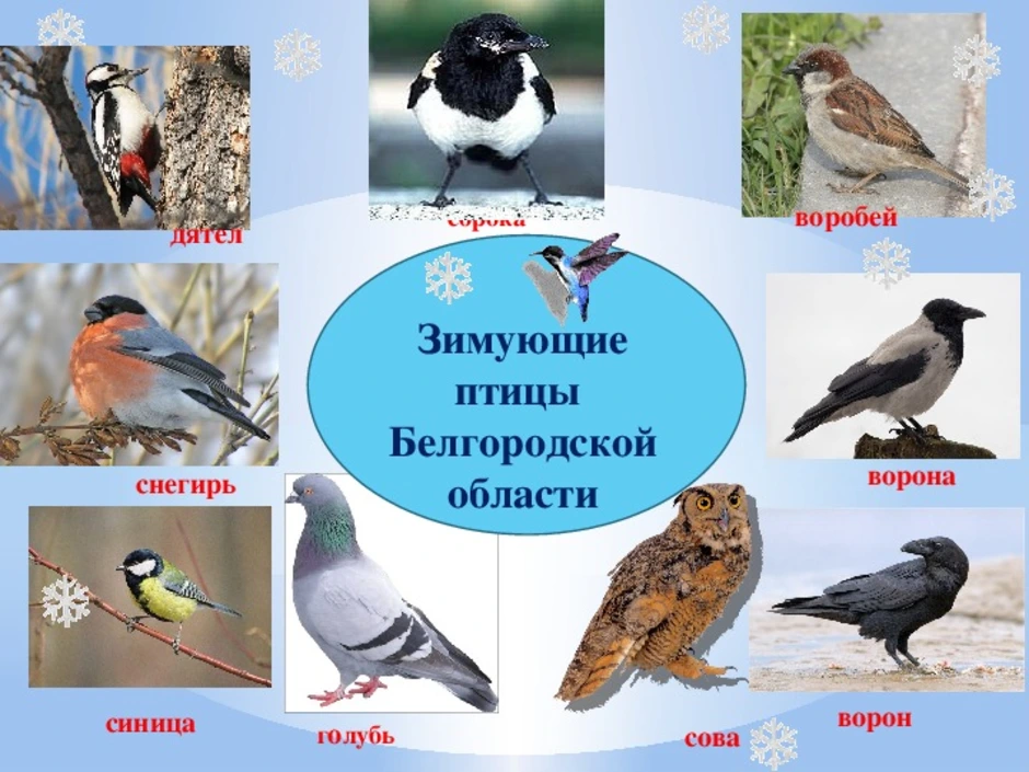 Какие птицы встретились. Перелётные птицы Белгородской области. Оседлые птицы Белгородской области. Зимующие птицы Белгорода. Зимующие птицы Белгородской области.