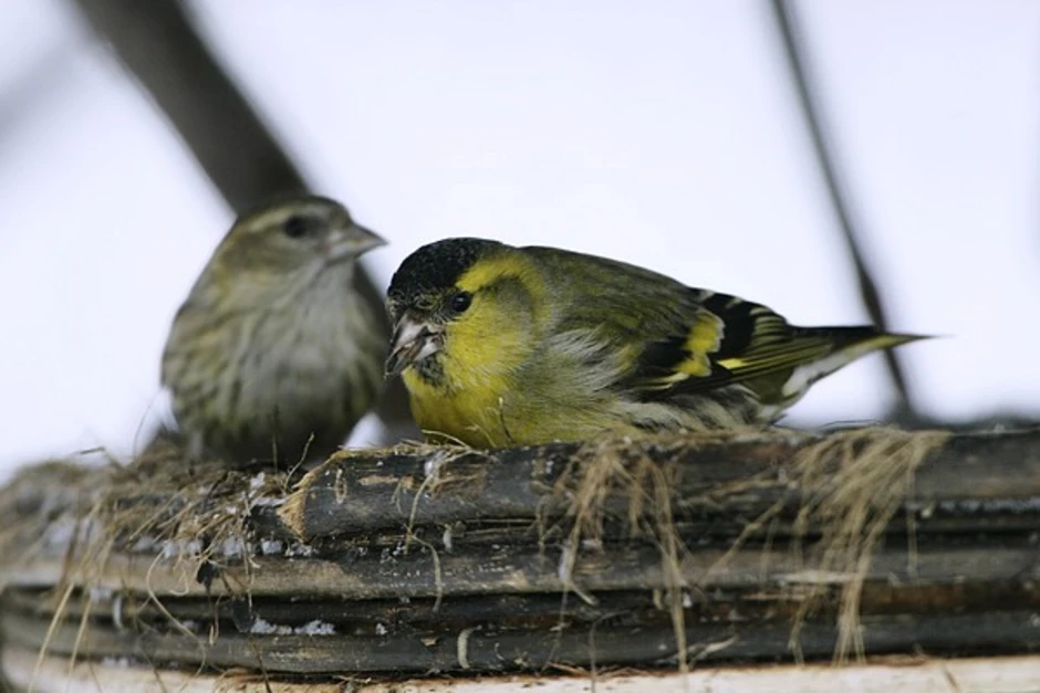 Птица зеленушка фото самца и самки. Зеленушка самка. Зеленушка самец и самка. Чиж зеленушка. Зеленушка птица самка.
