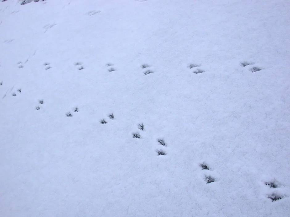 Птичьи следы. Птичьи следы на снегу. Следы птиц на снегу. Беличьи следы на снегу. На снегу видны птичьи следы