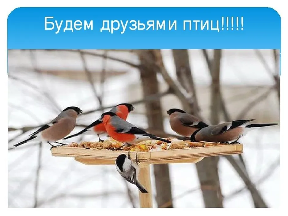 Почему птицы наши друзья. Птицы наши друзья. Пчитчы нашы друзя. Птицы наши пернатые друзья. Друзья пернатых.