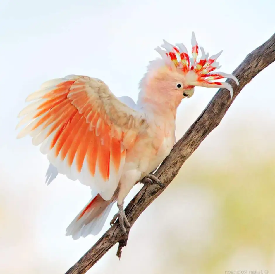Какаду оранжевый. Попугай Какаду Инка. Какаду птицы Австралии. Какаду Инка в Австралии. Розовый Какаду Инка.