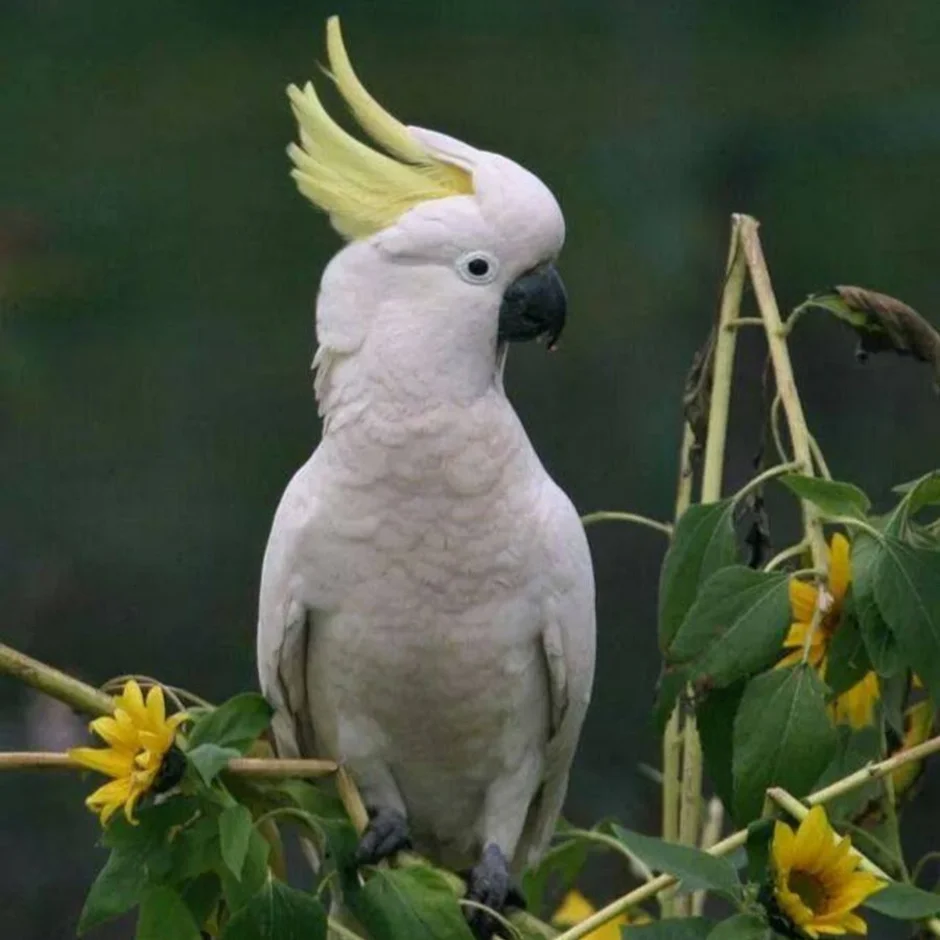 Какад. Попугай Какаду. Попугай Какаду желтохохлый. Белый попугай Какаду.