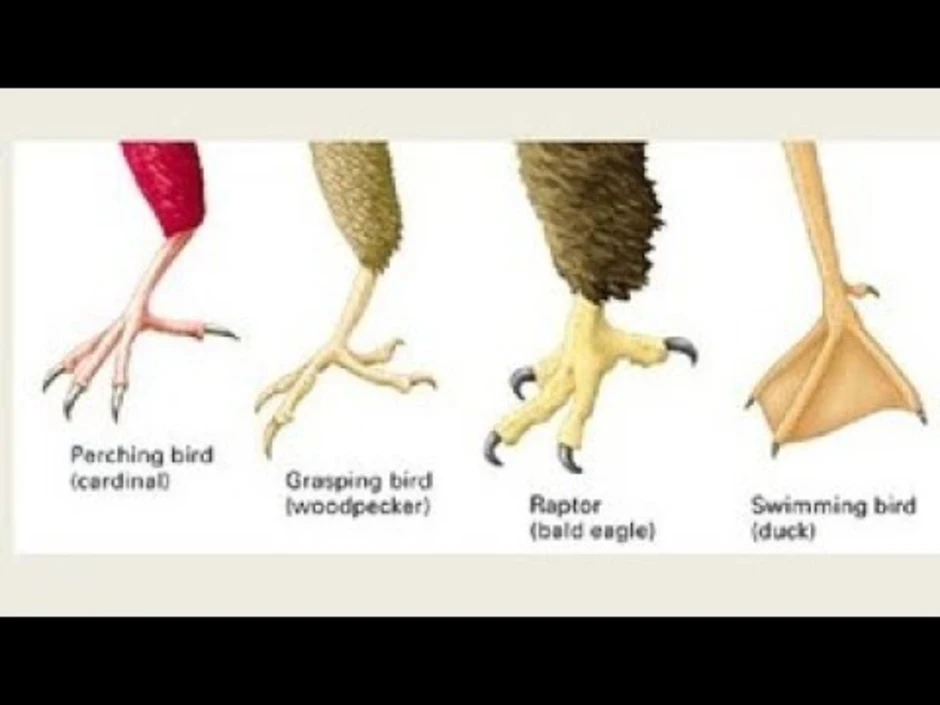 У птиц 2 ноги