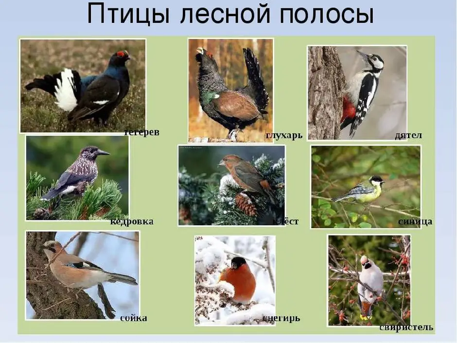 Какие птицы встретились. Птицы смешанных и широколиственных лесов в России. Птицы обитающие в лесу. Птицы в лиственном лесу. Птицы Лесной зоны.