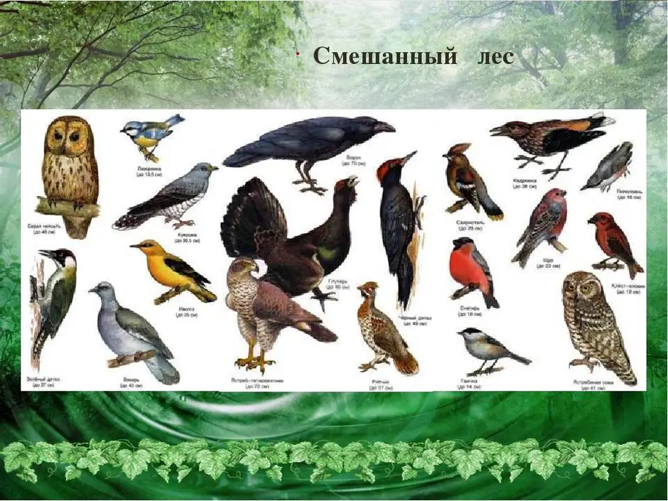 К птицам леса относятся. Птицы леса. Птицы обитающие в лесу. Птицы в лиственном лесу. Птицы в лесах России.