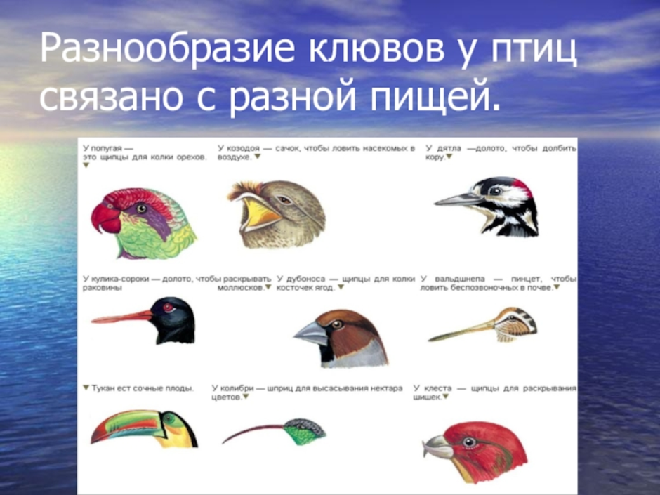 Разнообразие клювов. Строение клюва птицы. Различные клювы у птиц. Типы клювов у птиц. Разная форма клювов.