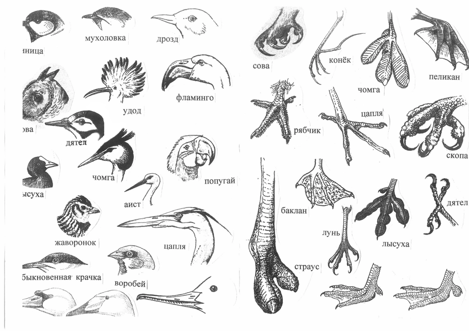 Разнообразие клювов. Типы клювов у птиц. Строение клюва насекомоядных птиц. Строение клюва водоплавающих птиц. Формы клюва у птиц.