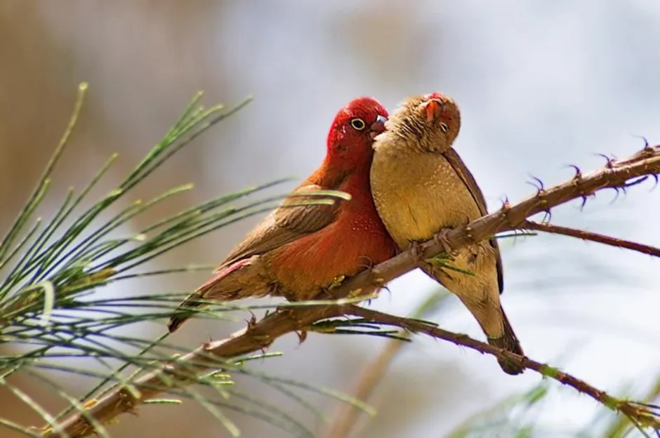 Птицы лов. Обыкновенный Амарант птица. Птица любви. Пара птиц. Красивые певчие птицы.